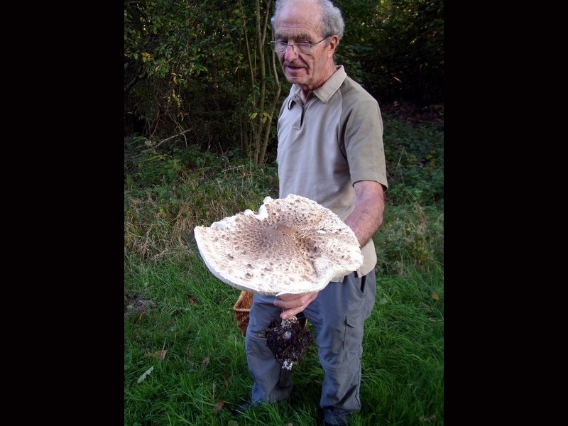 2011 10 02 Baies et champignons 03